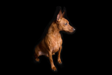Brown miniature pinscher on a black background. The dwarf miniature pinscher looks attentively at its master. Cute dog with a very good pedigree.