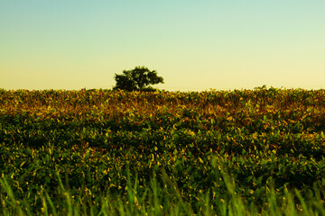 As ciências agronômicas produzindo alimento 