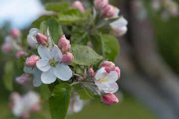 A branch of a blooming apple tree with white and pink blossoming flowers against the background of a spring garden and a blue sky. Selective focus image.