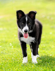 Border collie puppy looking at camera