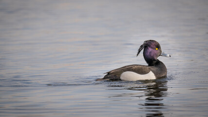 Ente schwimmend auf dem Teich