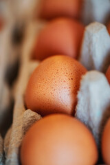 Chicken egg close-up in the cell