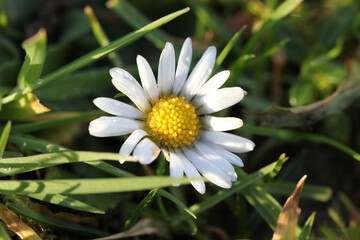 Fototapeta premium White Daisy Flower in the Garden