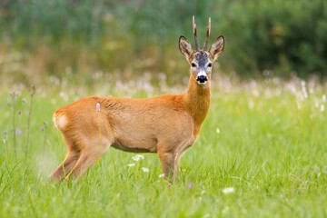 Naklejka na ściany i meble Roe deer standing on green meadow in summertime nature