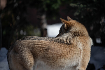 wolf male in the wild in winter