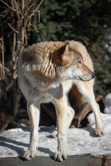 wolf male in the wild in winter