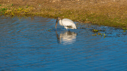 Stork Reflection Pose