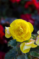 Yellow and Red Roses Bokeh
