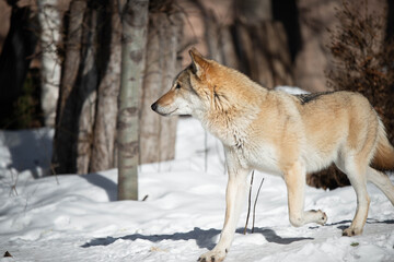 wolf male in the wild in winter