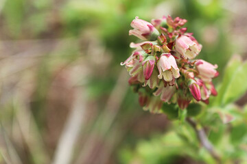 Macro of wild blueberry blossoms in spring