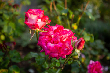 Fototapeta premium Red Roses in the Garden
