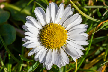 White Daisy Flower in the Garden