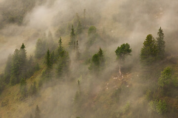 Mysterious arolla pine forest growing on a hillside covered in a mist