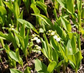 Stems apex with cluster of white bell-shaped flowers of Lily of the valley or Convallaria majalis