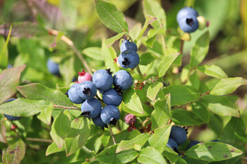 Macro of green wild blueberries growing in summer