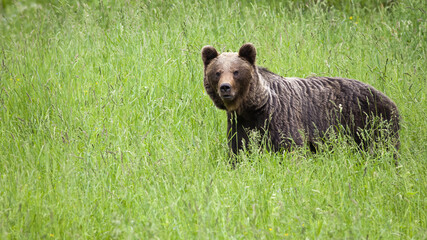 brown bear standing on grassland in summer nature.