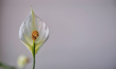 White beautiful flower on white background