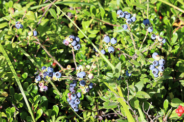 Clumps of wild blueberries on bushes growing in summer