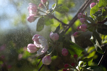Spring apple tree branch with pink flowers and buds