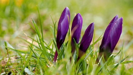 four bright lilac crocus buds on a blurry green background side view . sage