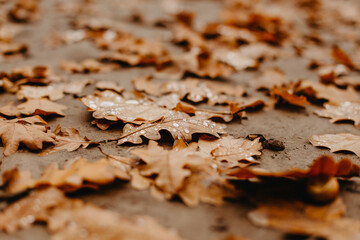 oak leaves with raindrops - abstract natural background