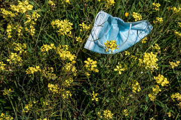Blue surgical mask on the ground in a garden with yellow flowers and green grass.