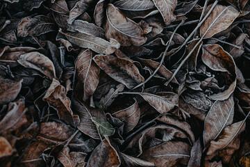 Texture of leaves covered with snow and ice on a winter day