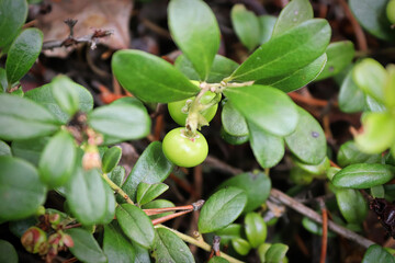 Macro of green unripe berries on lowbush cranberry