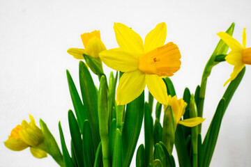 Obraz premium Beautiful yellow daffodils against white background