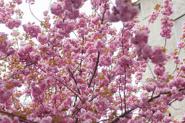 Beautiful blooming sakura branches in sunny light. Pink japanese cherry blossoms in spring park