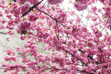 Beautiful blooming sakura branches in sunny light. Pink japanese cherry blossoms in spring park