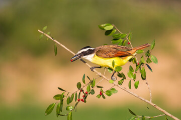 Great Kiskadee perched on branch with red berry in beak