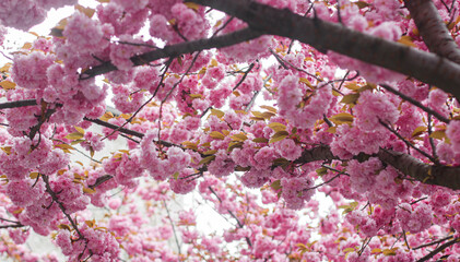 Beautiful blooming sakura branches close up in sunny light. Pink japanese cherry blossoms in spring