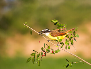 Great Kiskadee perched on branch dropping red berry from beak