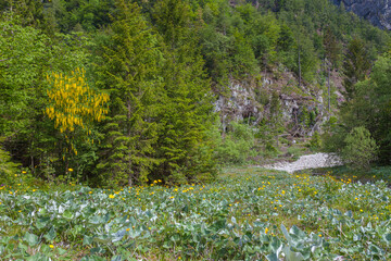 Woodland with flowering laburnum and fir trees. In the foreground meadow with expanse of yellow flowers, Cellina Valley, Italy