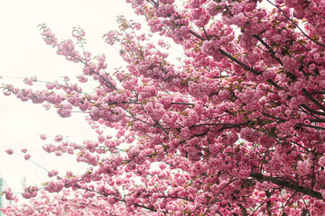 Beautiful blooming sakura branches in sunny light. Pink japanese cherry blossoms in spring park