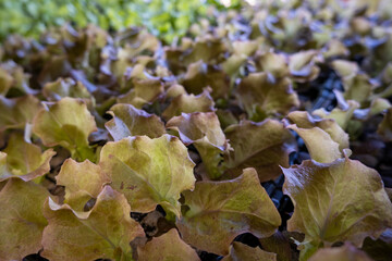 fresh salad seedlings in spring for home gardening