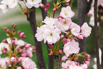 Pink sakura flowers close up on young fresh tree in spring park. Beautiful japanese cherry blossoms