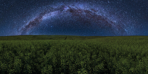 Fototapeta na wymiar Rapeseed field and Milky way