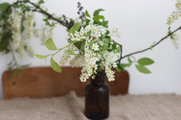 Beautiful blooming bird cherry white branches in glass jar on rustic wooden table, rural still life