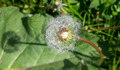Dandelion on the background of green grass on a summer day