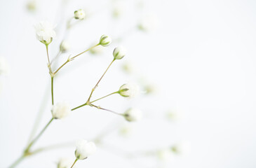 Baby's Breath Flowers on White Background