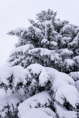 Tall snow covered tree in Boulder, Colorado