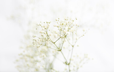 Baby's Breath Flowers on White Background