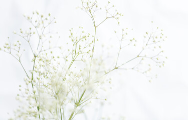 Baby's Breath Flowers on White Background - 421892626