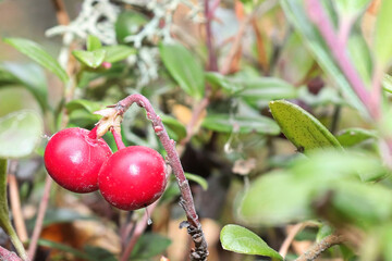 Closeup of red ripe cranberries growing in the summer