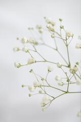Baby's Breath Flowers on White Background - 421892666