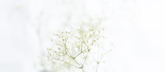 Baby's Breath Flowers on White Background - 421892811