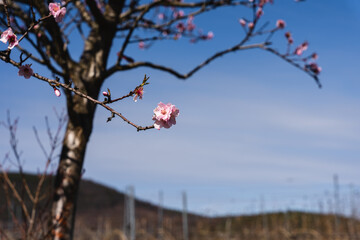 First blossoms of the year.