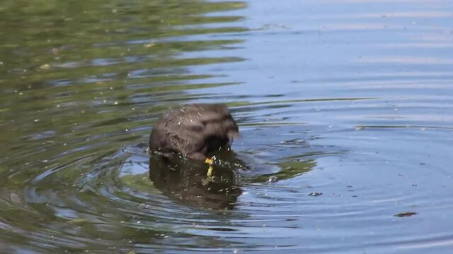 poule d'eau dans un &eacute;tang